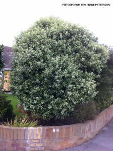 Pittosporum 'Irene Patterson' 2